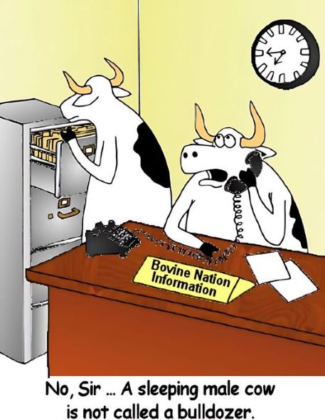 cows s.jpg